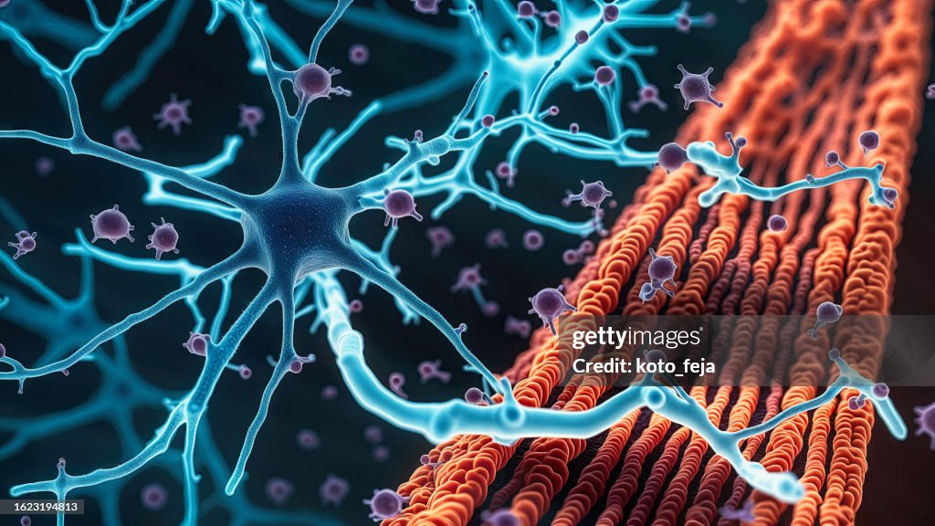 Jonction neuromusculaire