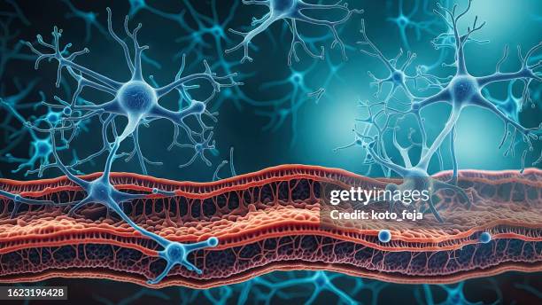 neuromuscular junction - nervous tissue stock pictures, royalty-free photos & images