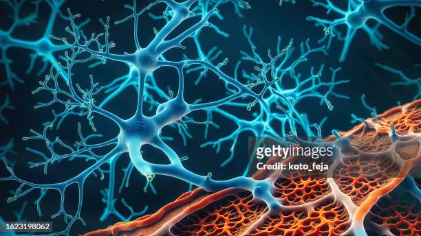 neuromuskuläre kreuzung - human tissue stock-fotos und bilder