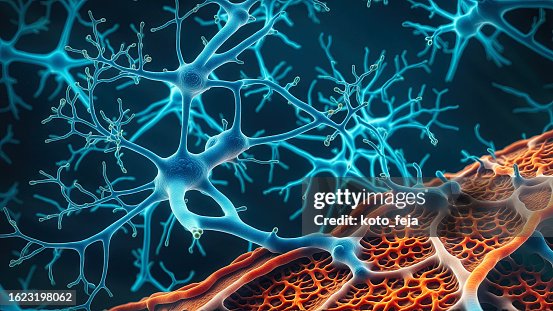 Neuromuscular Junction Neuromuscular Junction