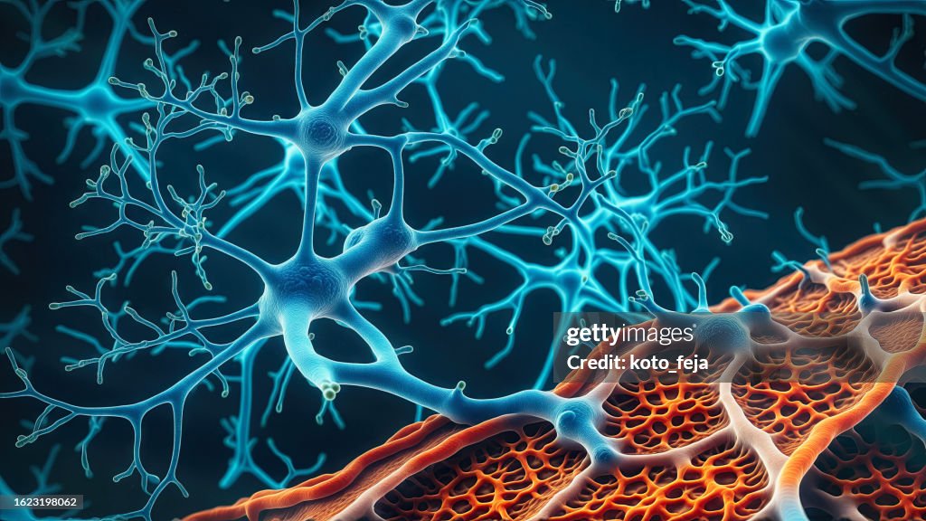 Neuromuscular Junction