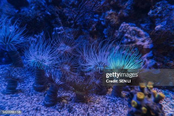snakelocks anemone (anemonia viridis) in the genoa aquarium in genoa, italy - anemonia viridis stock pictures, royalty-free photos & images