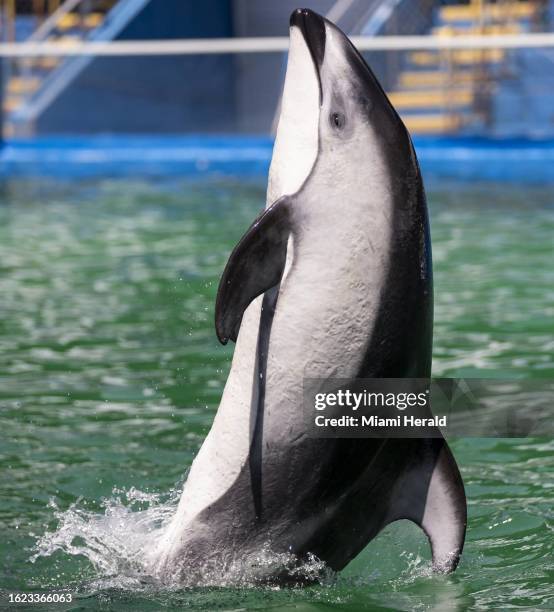 Li'i, a Pacific white-sided dolphin, performs a trick during a training session inside his stadium tank at the Miami Seaquarium on Saturday, July 8...