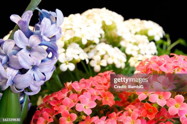 flowers - kalanchoe stock pictures, royalty-free photos & images