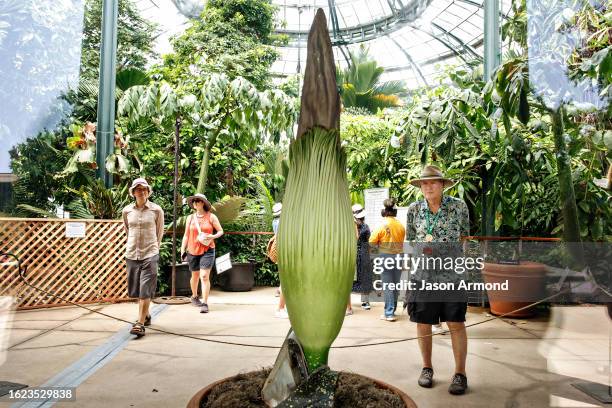 San Marino, CA People view the corpse flower at the Huntington Library and Botanical Gardens on Thursday, Aug. 24, 2023 in San Marino, CA.