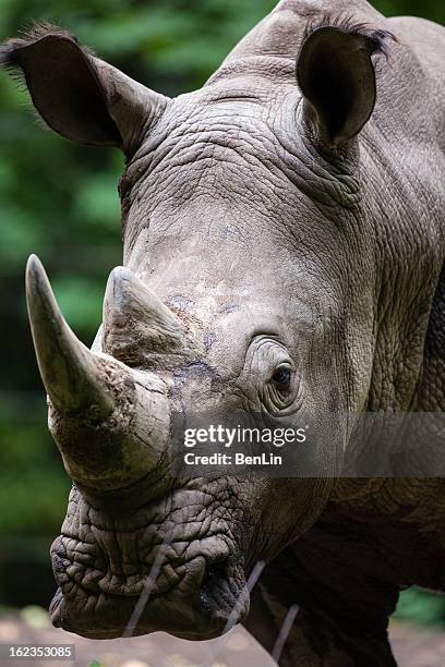 White Rhino Closeup High-Res Stock Photo - Getty Images