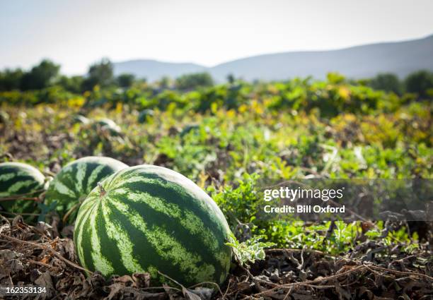 wassermelone - melon tree stock-fotos und bilder