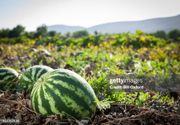 wassermelone - melone stock-fotos und bilder