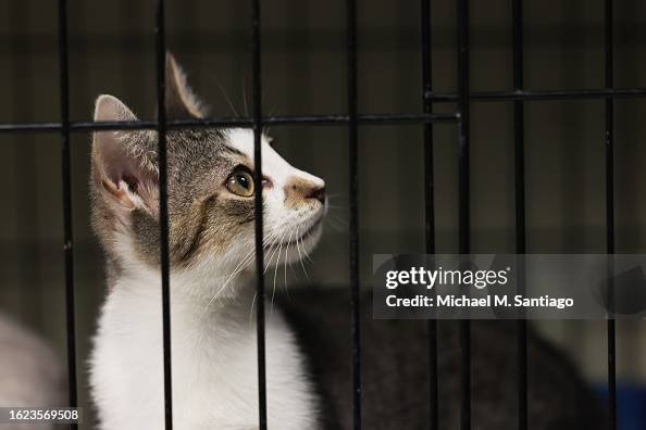 New York City Animal Shelters Over Capacity Amid Crisis In Adoptions