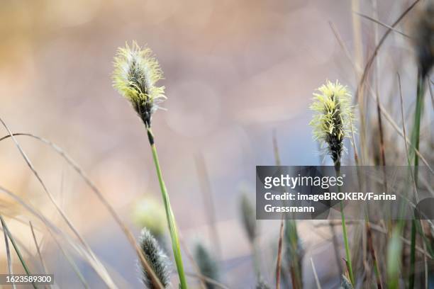 hare's-tail cottongrass (eriophorum vaginatum), flowers in a great light atmosphere in the moor, diepholzer moorniederung, lower saxony, germany - wollgras stock-fotos und bilder