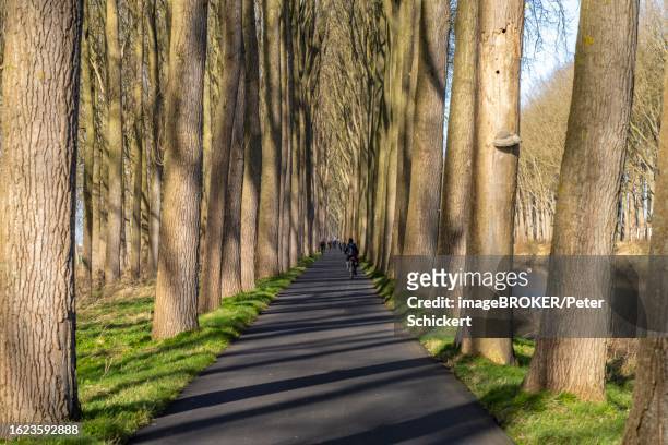 avenue at the damme canal in damme, west flanders, belgium - west vlaanderen stockfoto's en -beelden