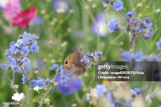 flowers, butterfly, greater ox-eye (maniola jurtina), female, forget-me-not, summer, germany, the greater ox-eye sits in a flower meadow and sucks nectar from the blue flower of the forget-me-not - buphthalmum salicifolium stock pictures, royalty-free photos & images