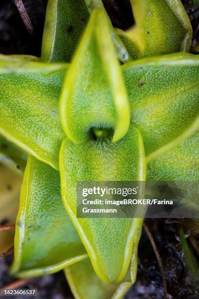 common butterwort (pinguicula vulgaris), close-up of leaf rosette, bavaria, germany - pinguicula vulgaris stock pictures, royalty-free photos & images