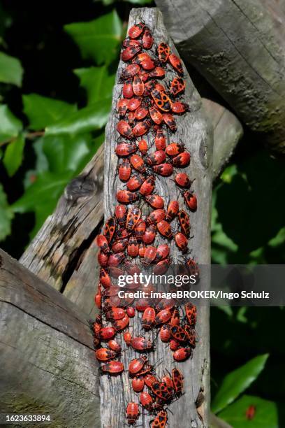 148 Pyrrhocoris Apterus Stock Photos, High-Res Pictures, and Images ...