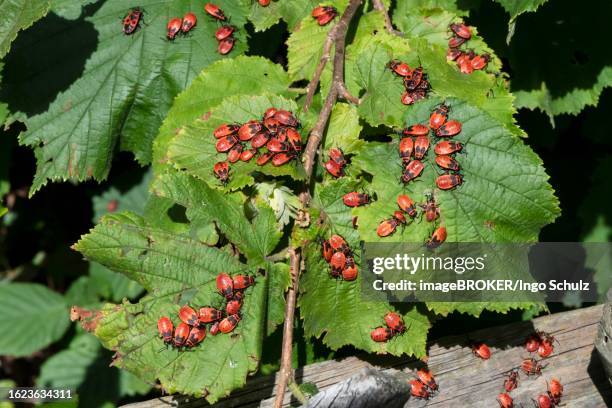 148 Pyrrhocoris Apterus Stock Photos, High-Res Pictures, and Images ...