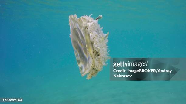 close up of upside down jellyfish (cassiopea andromeda) swimming in blue water on bright sunny day in sunbeam, red sea, egypt - upside down jellyfish bildbanksfoton och bilder