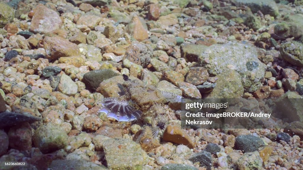 Common Seamoth, Little Dragonfish (Eurypegasus draconis) or Short Dragonfish walking on sandy rocky bottom on sunny day in sunbeams, top view, Red sea, Egypt