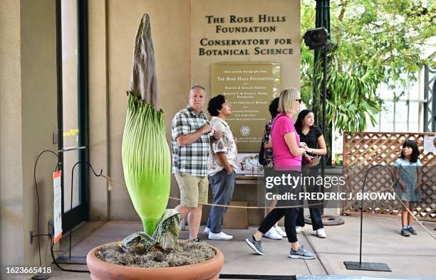 People view the yet unopened Corpse Flower on display at the Botanical Gardens section of the Huntington Library on August 25, 2023 in San Marino,...