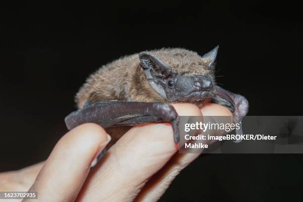 common nightjar (nyctalus abendsegler) juvenile in human hands, brandenburg, germany - noctule bat stock pictures, royalty-free photos & images