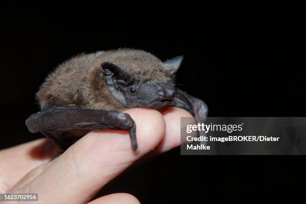 common nightjar (nyctalus abendsegler) juvenile in human hands, brandenburg, germany - noctule bat stock pictures, royalty-free photos & images