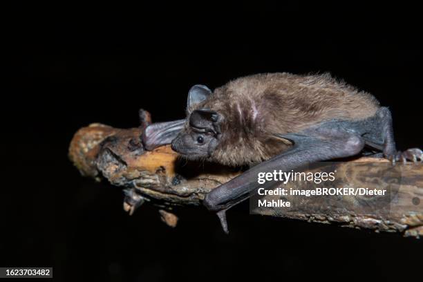 greater evening bat (nyctalus abendsegler) juvenile on a branch, brandenburg, germany - noctule bat stock pictures, royalty-free photos & images