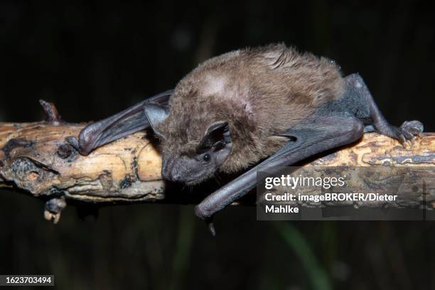 greater evening bat (nyctalus abendsegler) juvenile on a branch, brandenburg, germany - noctule bat stock pictures, royalty-free photos & images