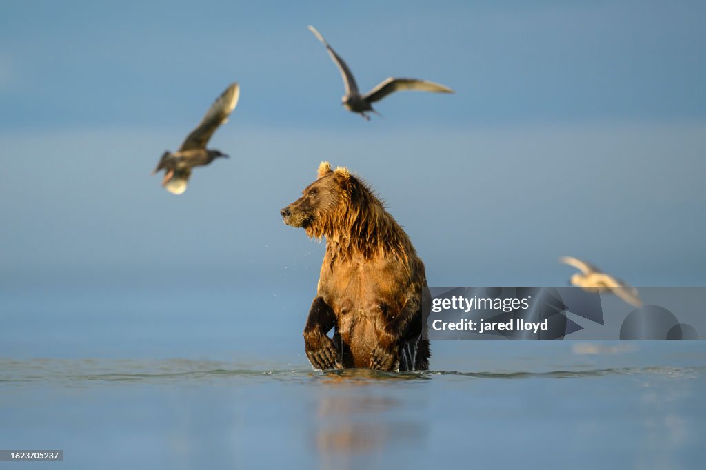 Brown Bear in Cook Inlet Alaska