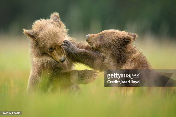 two brown bear cubs play fighting - cyperaceae stock pictures, royalty-free photos & images