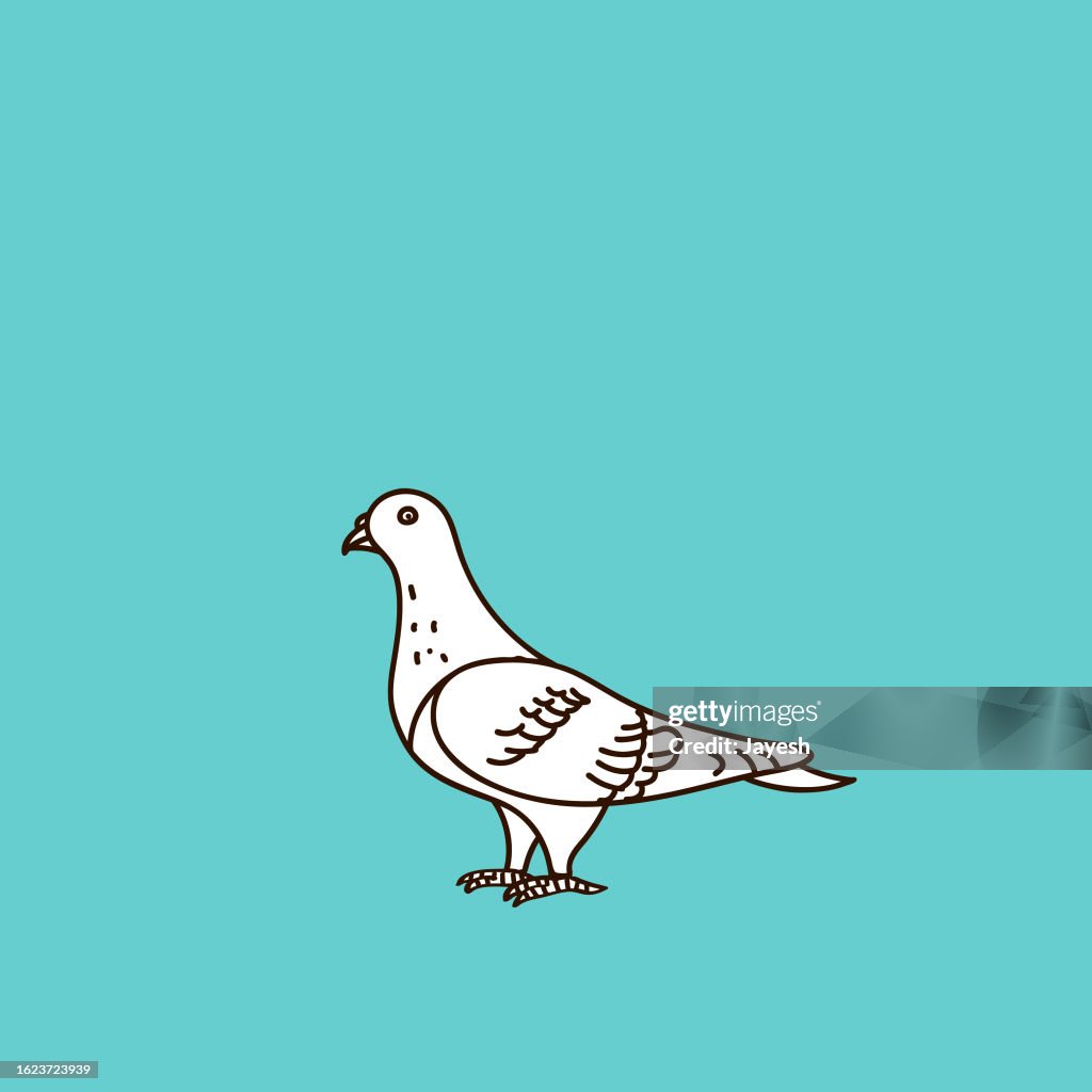 Pigeon Doodle