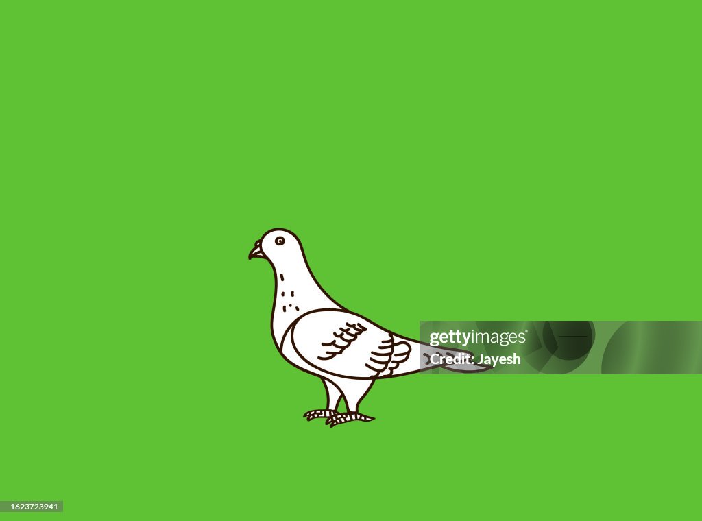 Pigeon Doodle