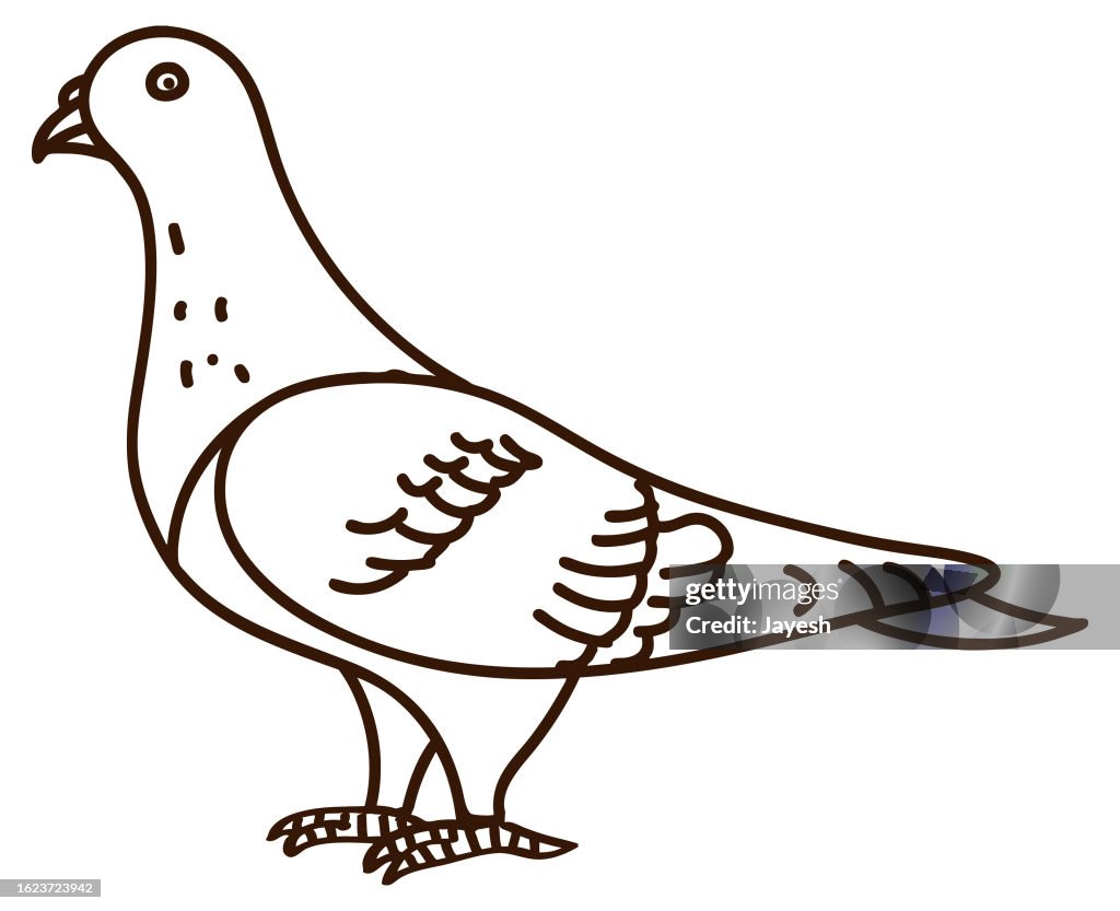 Pigeon Doodle