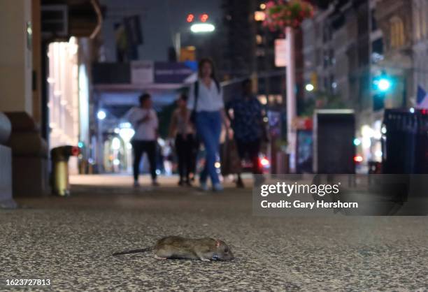 Steet Rats 1,275 Street Rat Stock Photos, High-Res Pictures, and Images - Getty Images