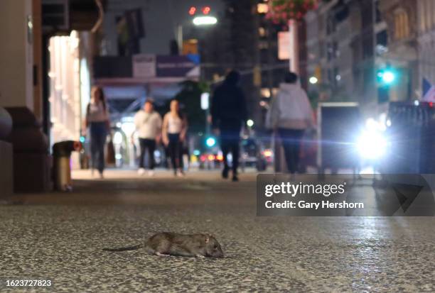 Random Backstreet Rats 1,275 Street Rat Stock Photos, High-Res Pictures, and Images - Getty Images