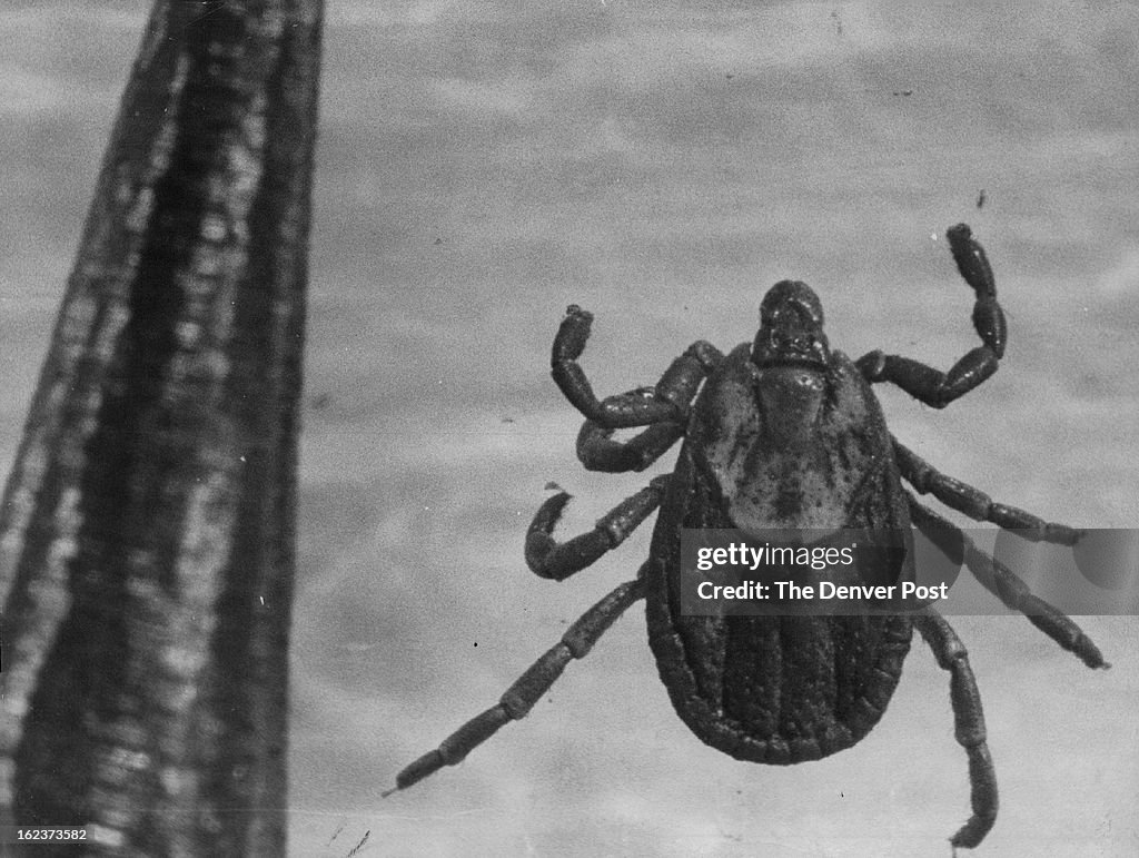 APR 3 1965, MAY 4 1965; This little insect, ranging from the size of a pinhead to half an inch, has