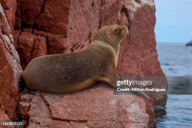 paracas peru, ballestas islands, - pisco peru stock pictures, royalty-free photos & images