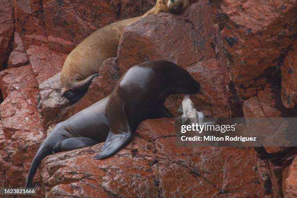 paracas peru, ballestas islands, - sea lion stock pictures, royalty-free photos & images