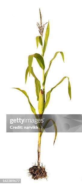 maíz en campo de cultivo - maize fotografías e imágenes de stock