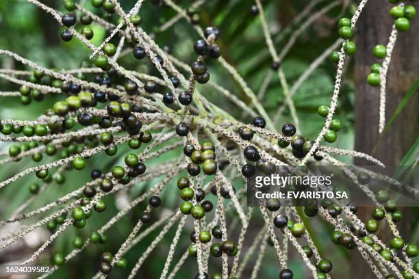 Picture of a fruit bunch with acaí berries taken at a palm tree plantation in Abaetetuba, Para State, in the Brazilian Amazon Forest, on August 4,...