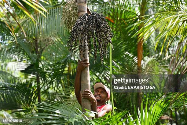 Farmer Jose Santos Diogo climbs an acaí palm tree to pull out its fruit bunches to harvest berries at his plantation in Abaetetuba, Para State, in...