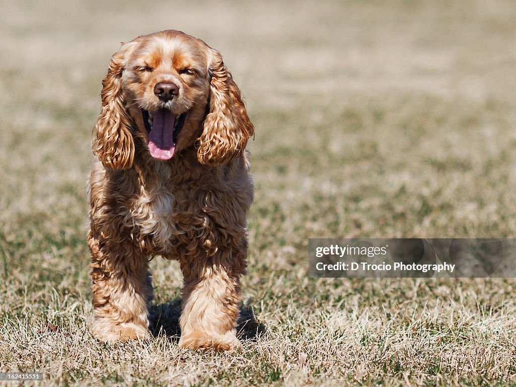 Cocker Spaniel walking with eyes closed & smiling.