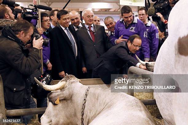 French President Francois Hollande , flanked by head of the FNSEA Xavier Beulin , pets an ox as he visits the 50th International Agriculture Fair of...