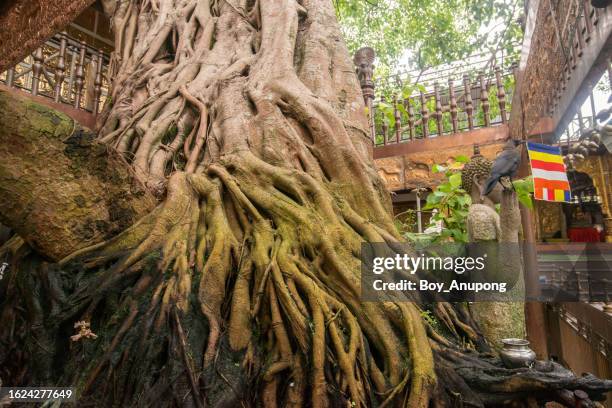 big ancient bodhi tree in gangaramaya temple of colombo the capital city of sri lanka. - fig grove stock pictures, royalty-free photos & images