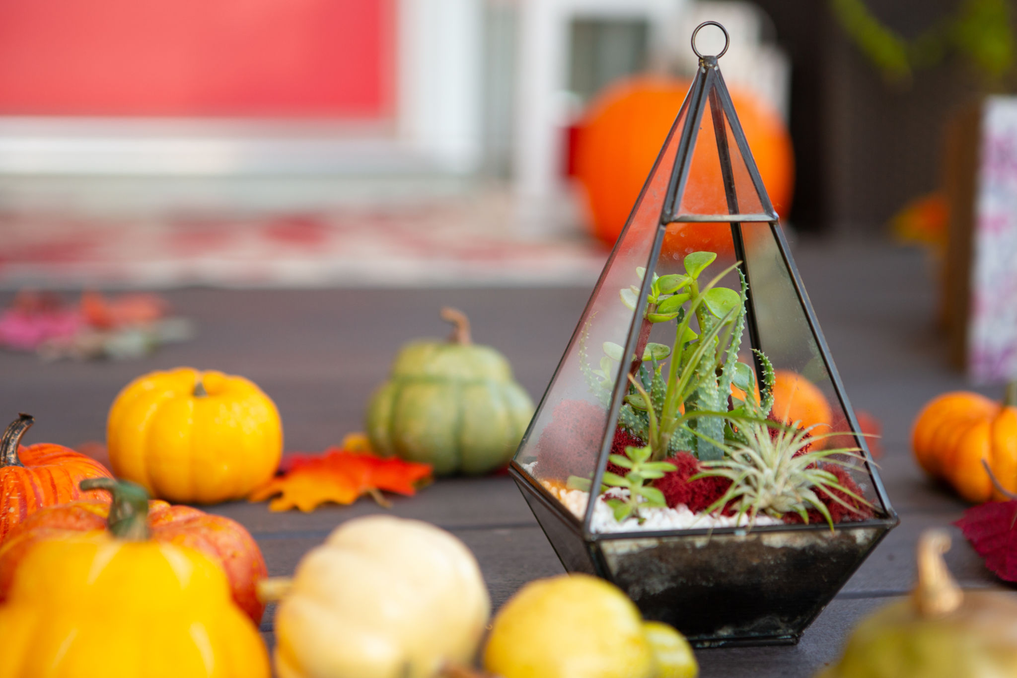 terrarium materials