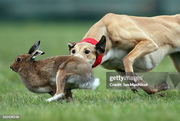 Action from the second day of the Co. Limerick Coursing Club J.P. McManus Irish Cup, an annual meeting where greyhounds course hares with an...