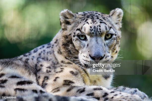 snow leopard mirando a la cámara - snow leopard fotografías e imágenes de stock