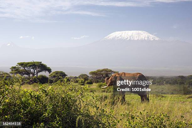 570 How Tall Are Elephants Stock Photos High Res Pictures And Images 570-how-tall-are-elephants-stock-photos-high-res-pictures-and-images