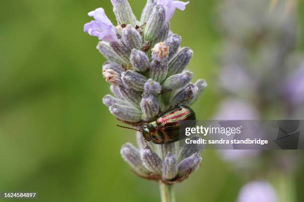 a rosemary beetle, chrysolina americana, on lavender flowers. - chrysolina stock pictures, royalty-free photos & images