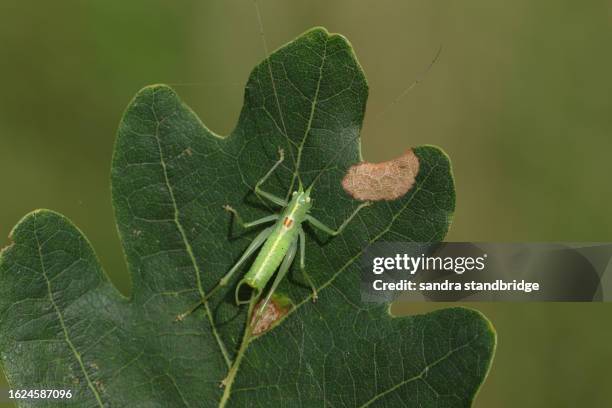 a male southern oak bush-cricket, meconema meridionale, on an oak leaf in a wooded area. - live oak stock pictures, royalty-free photos & images