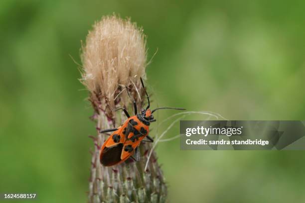 a pretty cinnamon bug, corizus hyoscyami, on thistle seeds in a wooded area. - flower black background stock pictures, royalty-free photos & images