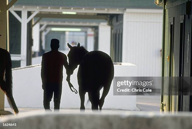 Silhouette of a horse being led into the stable area during the Breeders Cup at Gulf Stream Park in Miami, Florida, USA. \ Mandatory Credit: Chris...